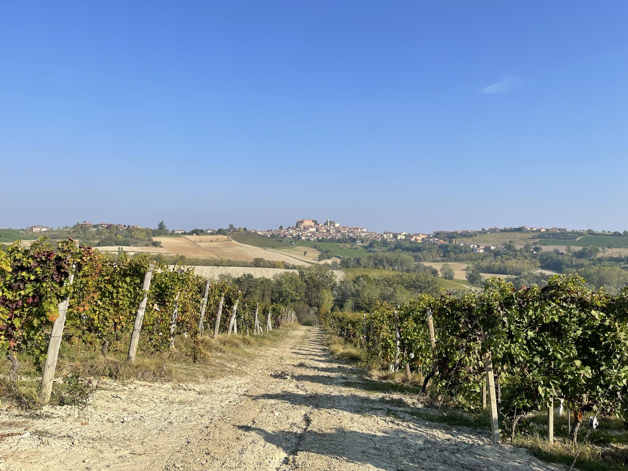 A chalky track running between vine rows toward Montemagno on the far ridge